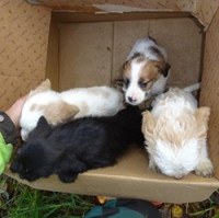  Odebrání týraných psů z nevhodných podmínek na Plzeňsku